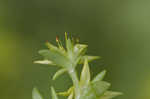 Stringy stonecrop